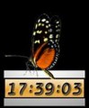 Motýlí hodiny v aplikaci Desktop Pet Clock