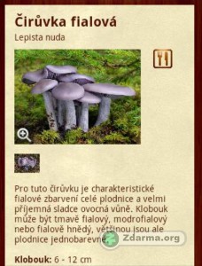 Ukázka informací o houbě Čirůvka fialová